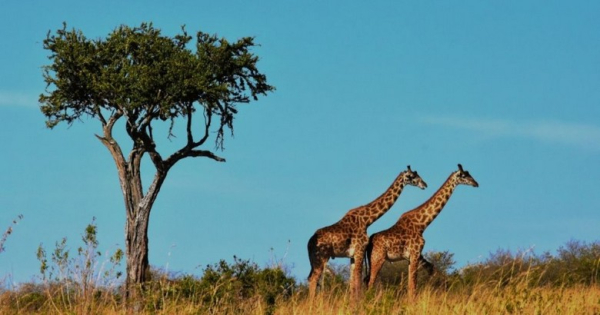 Safari Nam Phi Buổi Sáng Và Buổi Chiều Khác Nhau Thế Nào?