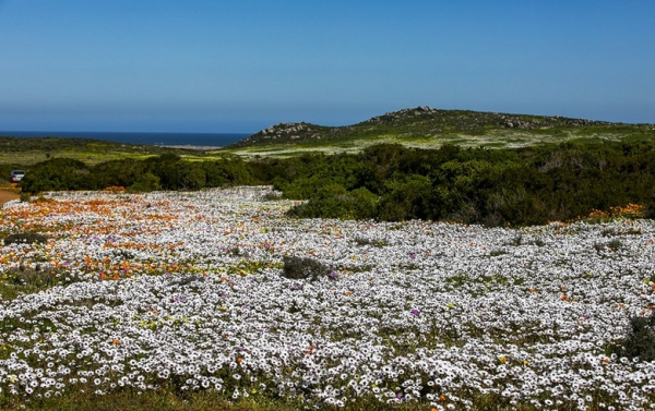 Mùa Hoa Cải Dại Namaqualand Ở Nam Phi Vào Tháng Mấy?