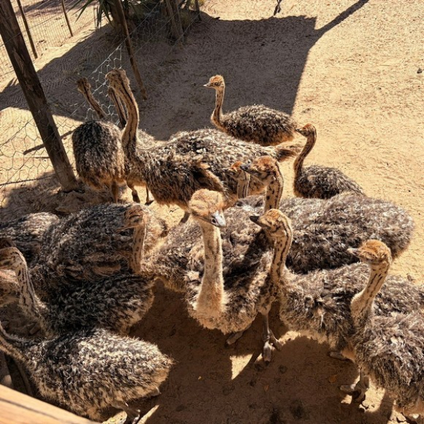 Trại Đà Điểu Ostrich Ranch Ở Cape Town Có Gì Thú Vị?