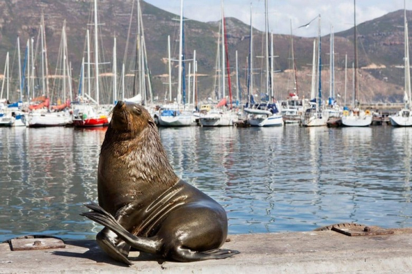 Đảo Hải Cẩu Duiker Island Cape Town: Du Thuyền Ngắm Hải Cẩu