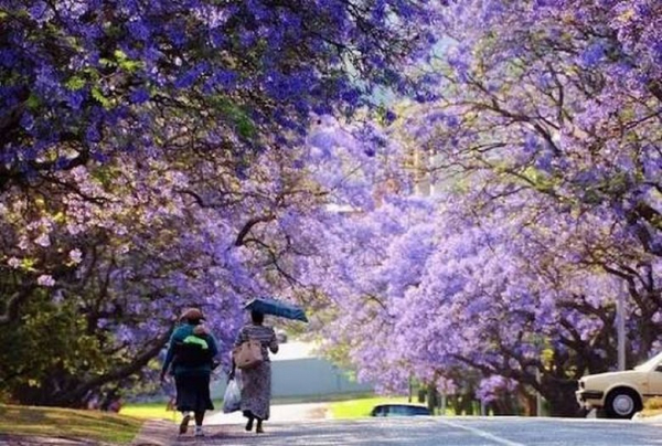 Mùa Hoa Phượng Tím Jacaranda Ở Nam Phi Vào Tháng Mấy?