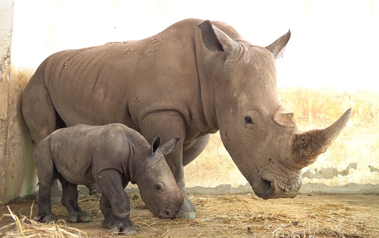 Tê giác trắng mẹ con tại Vườn quốc gia Hluhluwe iMfolozi