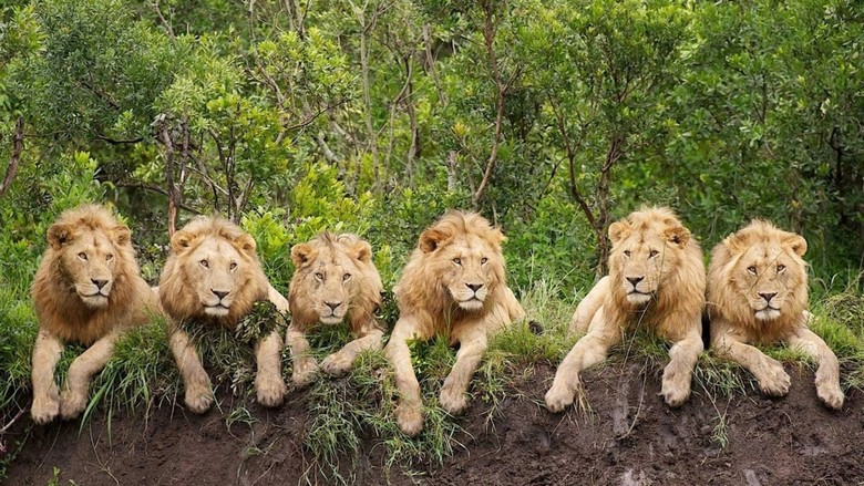  Đàn sư tử được quan sát trong buổi safari ở Kruger