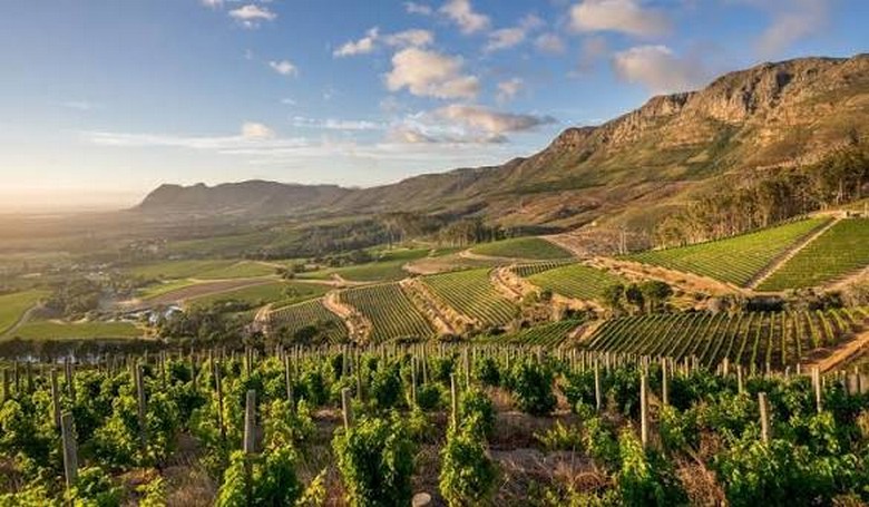  Vườn nho vùng Cape Winelands vào mùa đẹp nhất trong năm