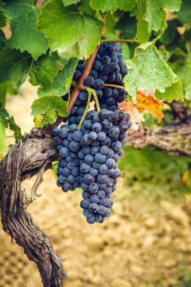 Chùm nho Pinotage chín trên cành tại một vườn nho Stellenbosch