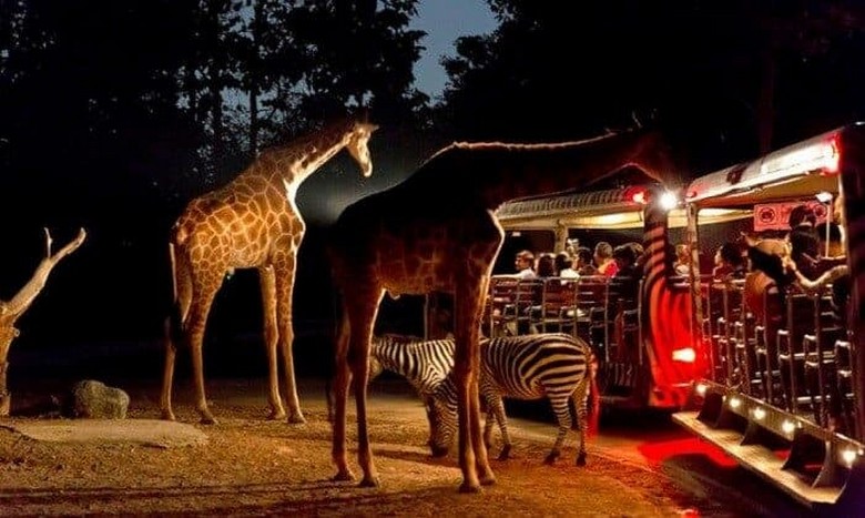  Khung cảnh yên tĩnh của khu nghỉ safari lúc về đêm