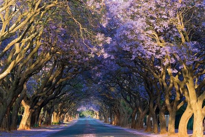  Hàng cây phượng tím jacaranda nở rộ trên đường phố Pretoria