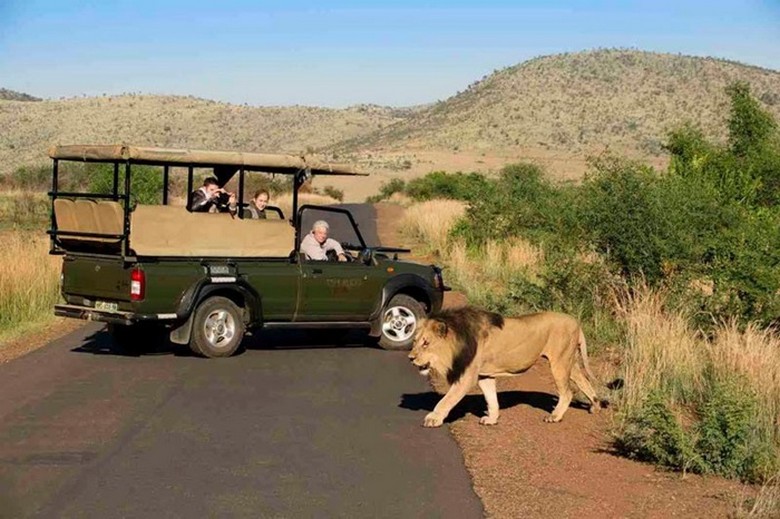 Khách ngồi yên trong xe safari quan sát thú hoang ở cự ly gần